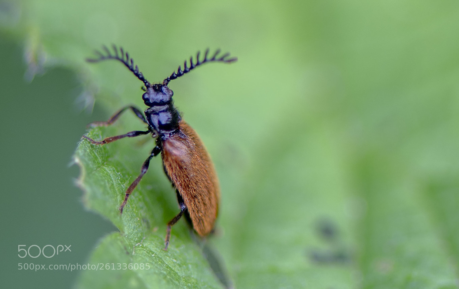 Nikon D810 sample photo. Drile jauna tre drilus photography