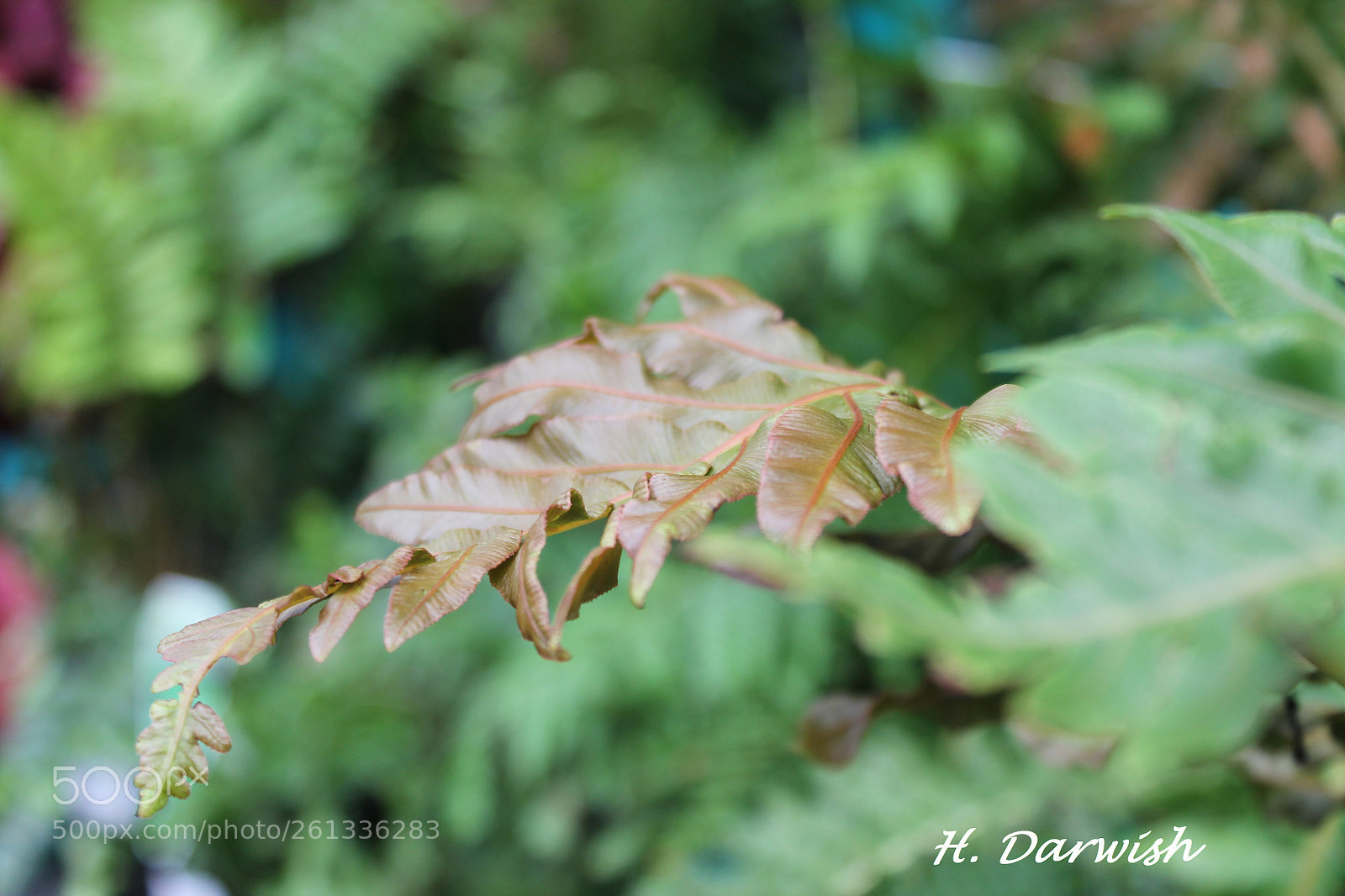 Canon EOS 1100D (EOS Rebel T3 / EOS Kiss X50) sample photo. Untitled photography