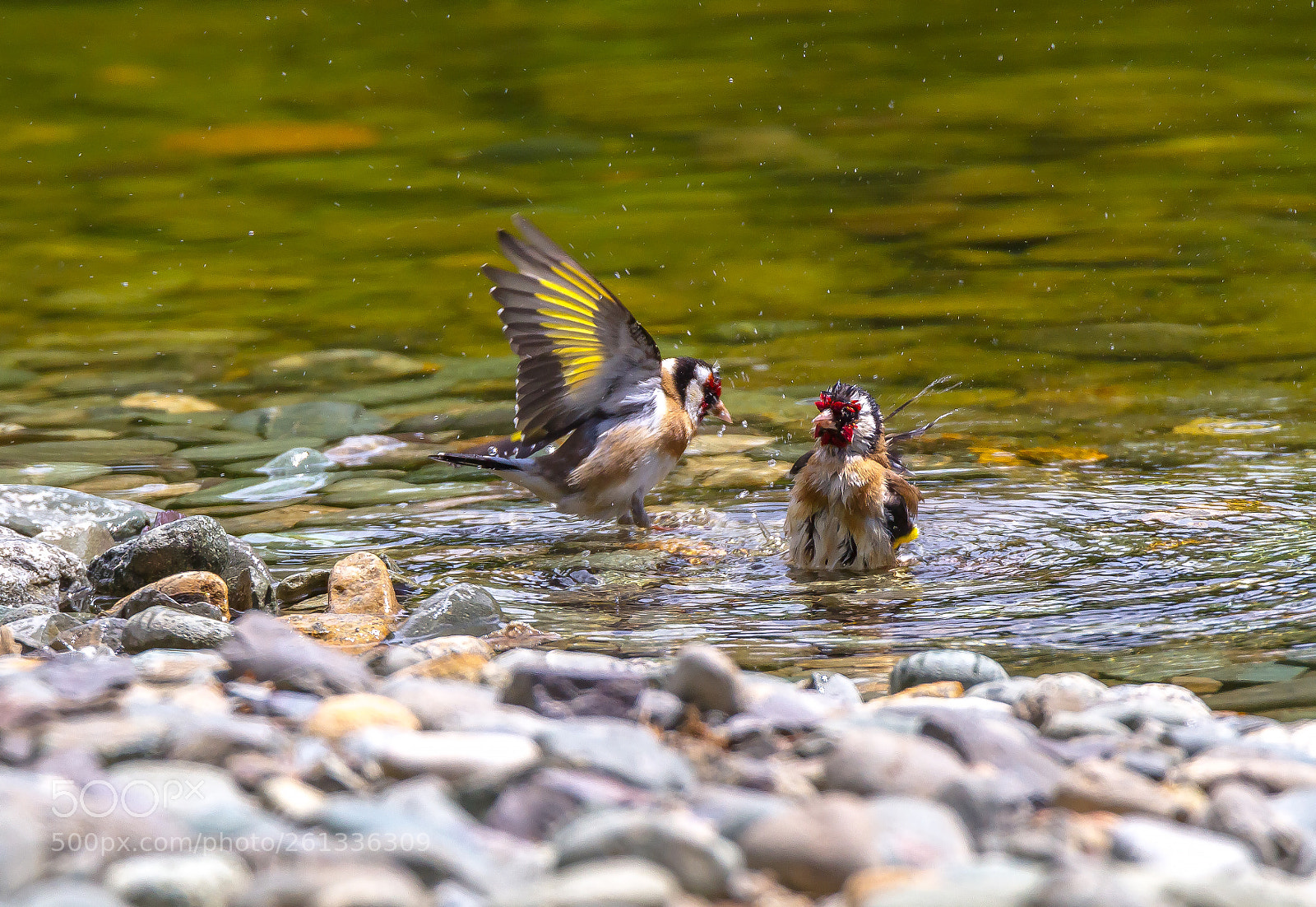 Canon EOS 7D sample photo. Goldfinch bathtime photography