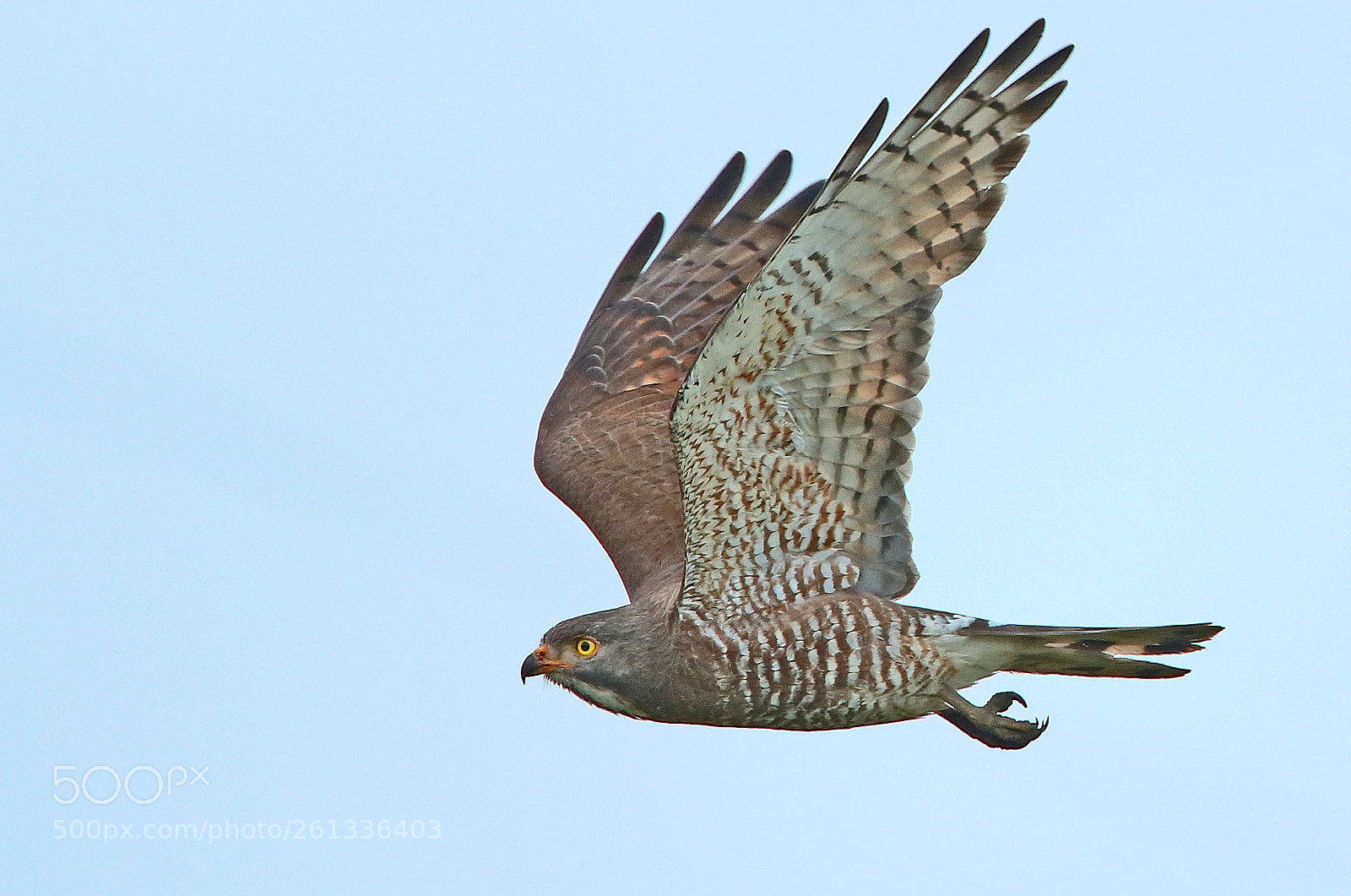 Canon EOS-1D X sample photo. Gray-faced buzzard photography
