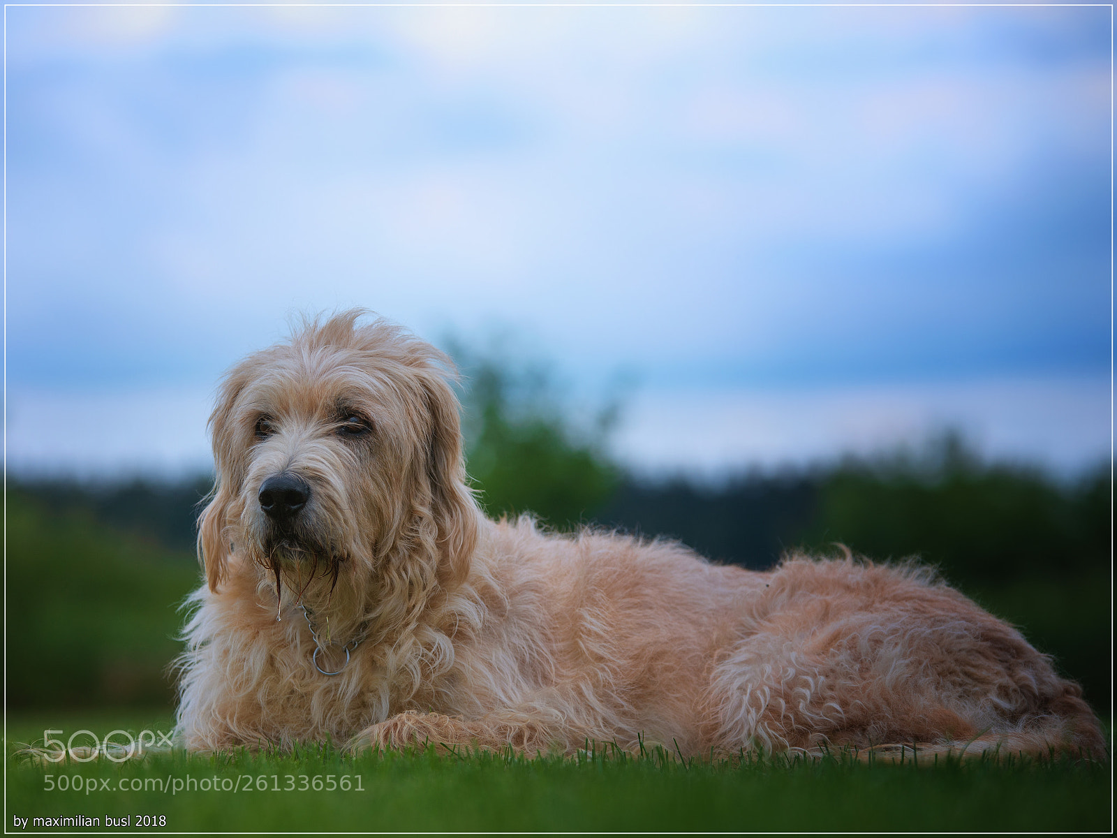 Nikon D850 sample photo. Dog day (iii) photography