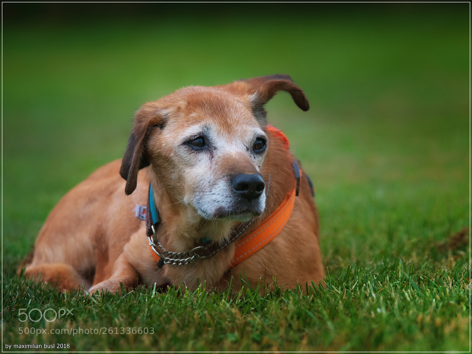 Nikon D850 sample photo. Dog day (ii) photography
