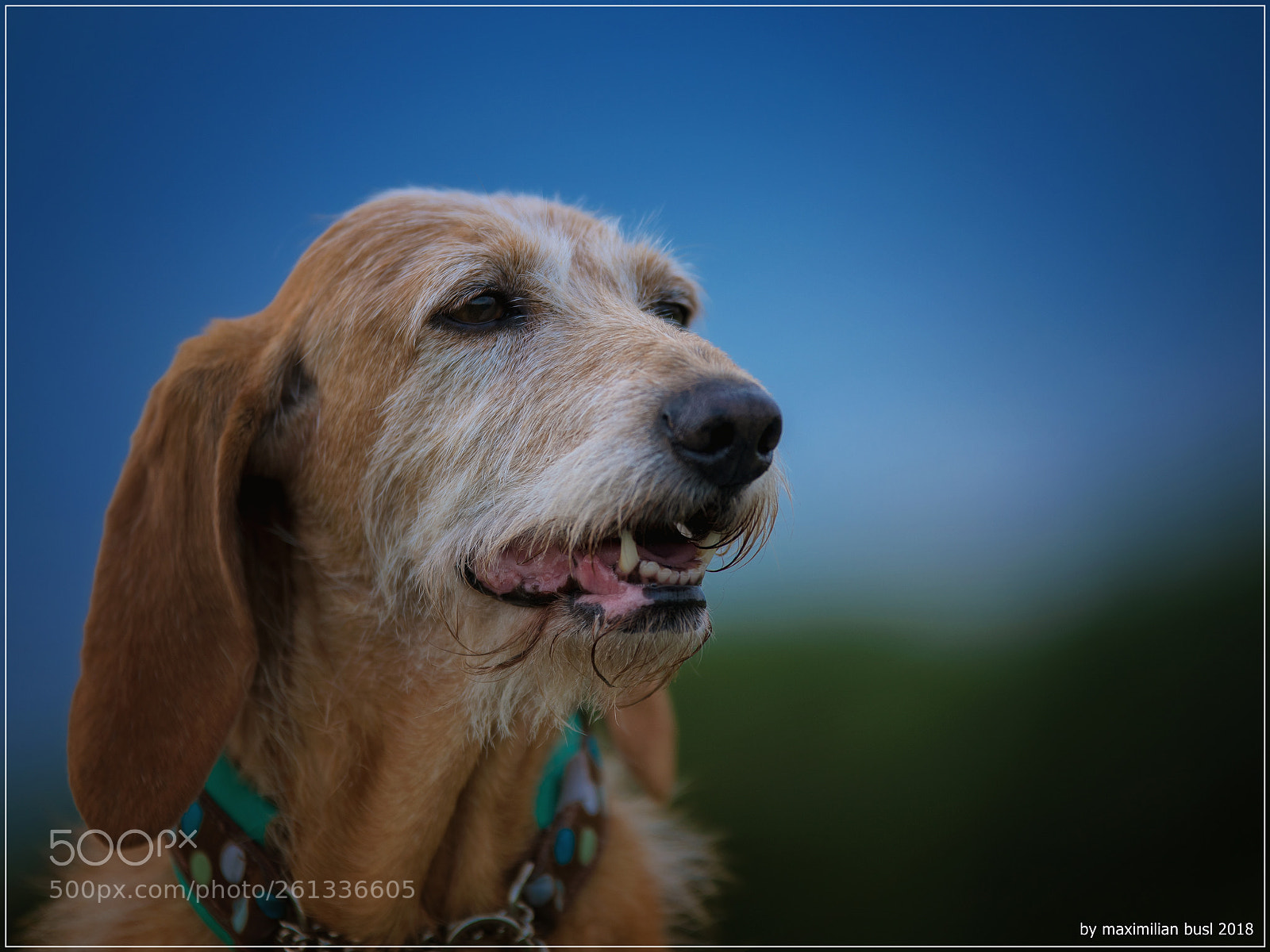 Nikon D850 sample photo. Dog day (i) photography