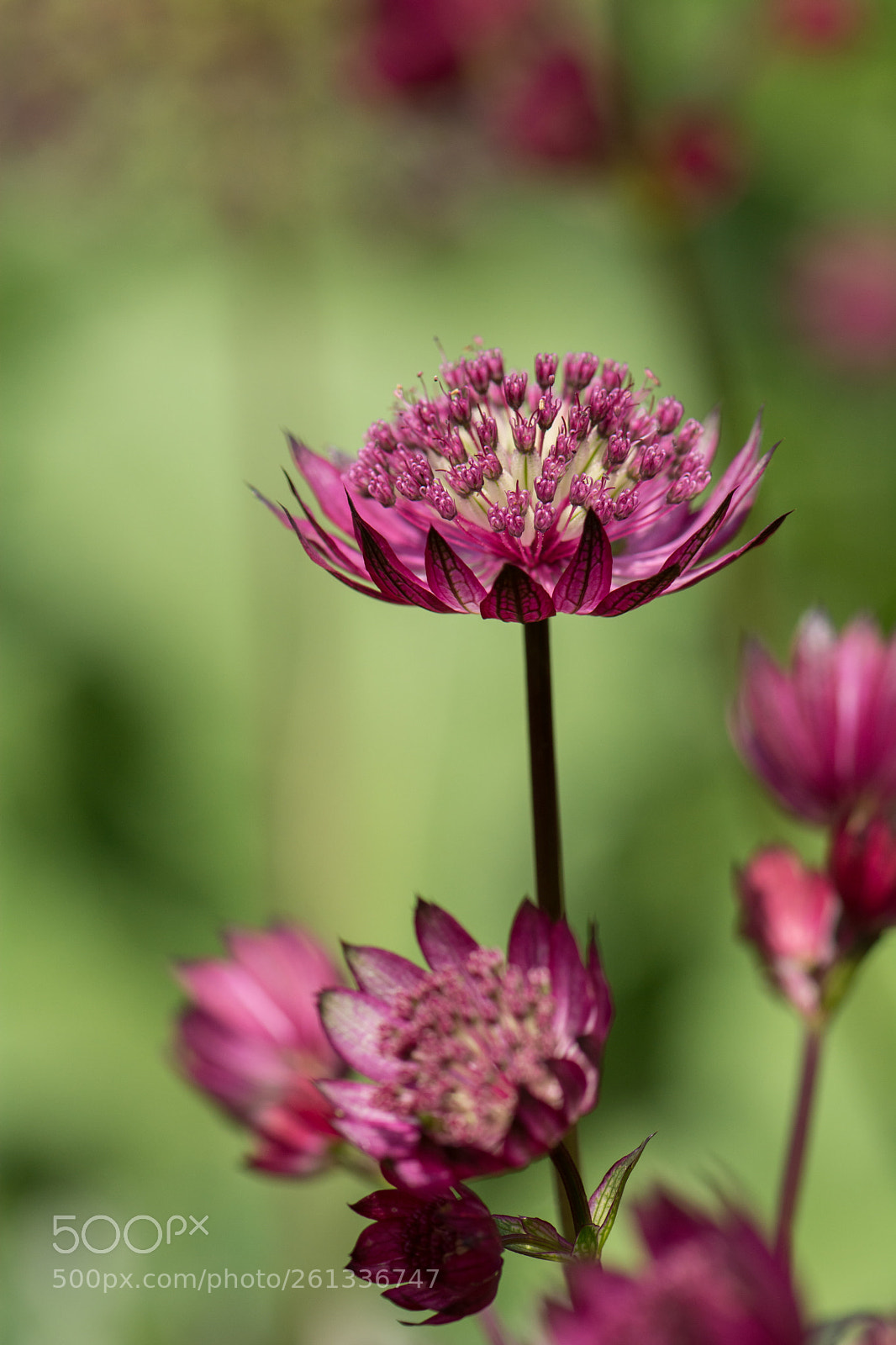 Nikon D7100 sample photo. Astrantia at the garden photography