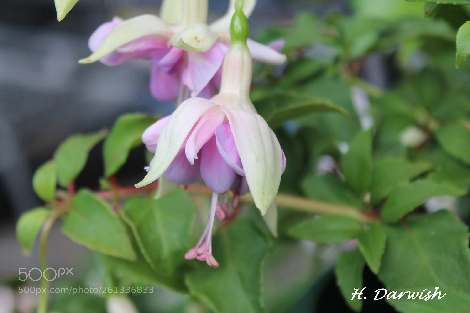 Canon EOS 1100D (EOS Rebel T3 / EOS Kiss X50) sample photo. Fuchsia hybrida flower photography