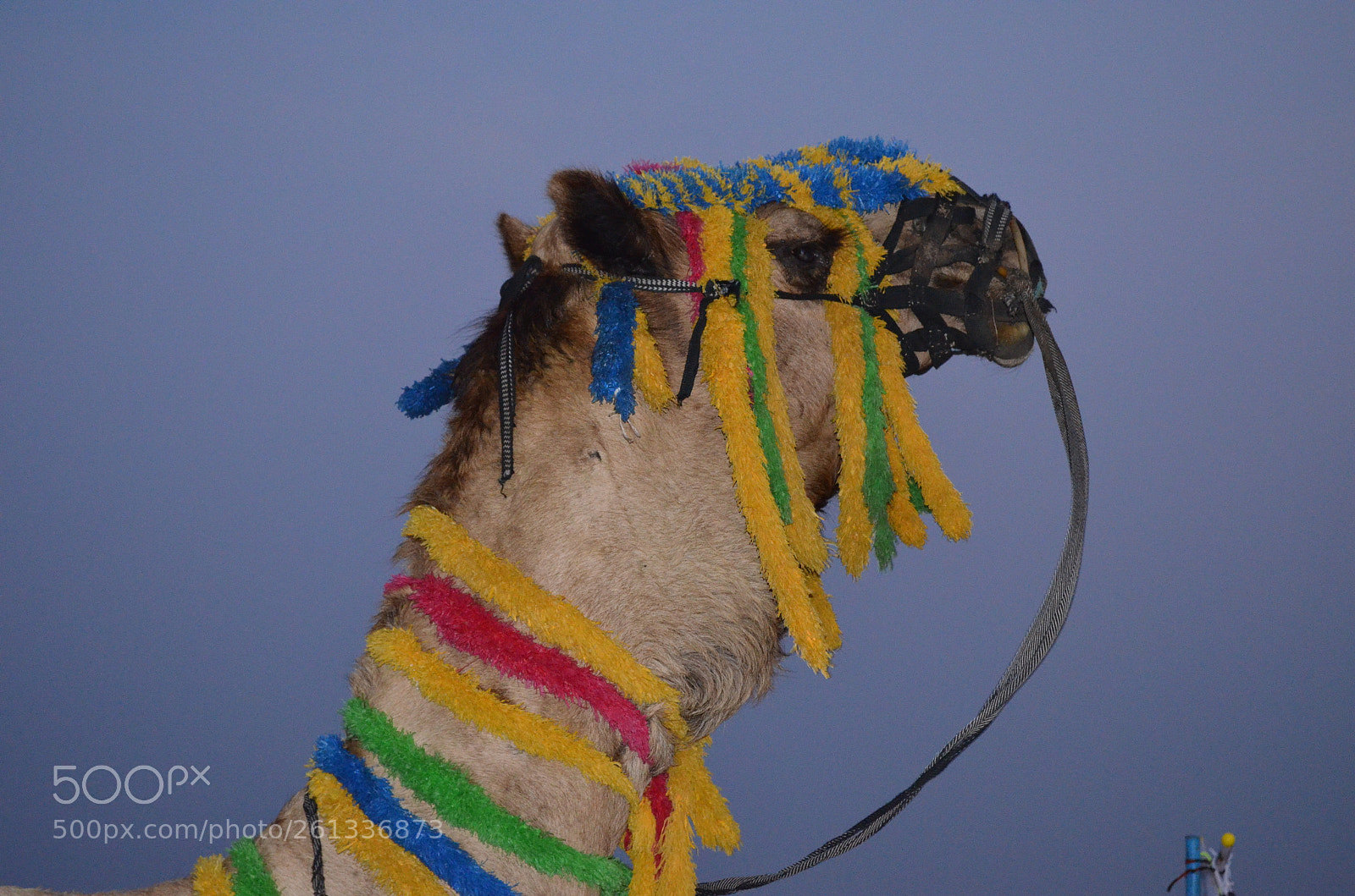 Nikon D5100 sample photo. Camel photography
