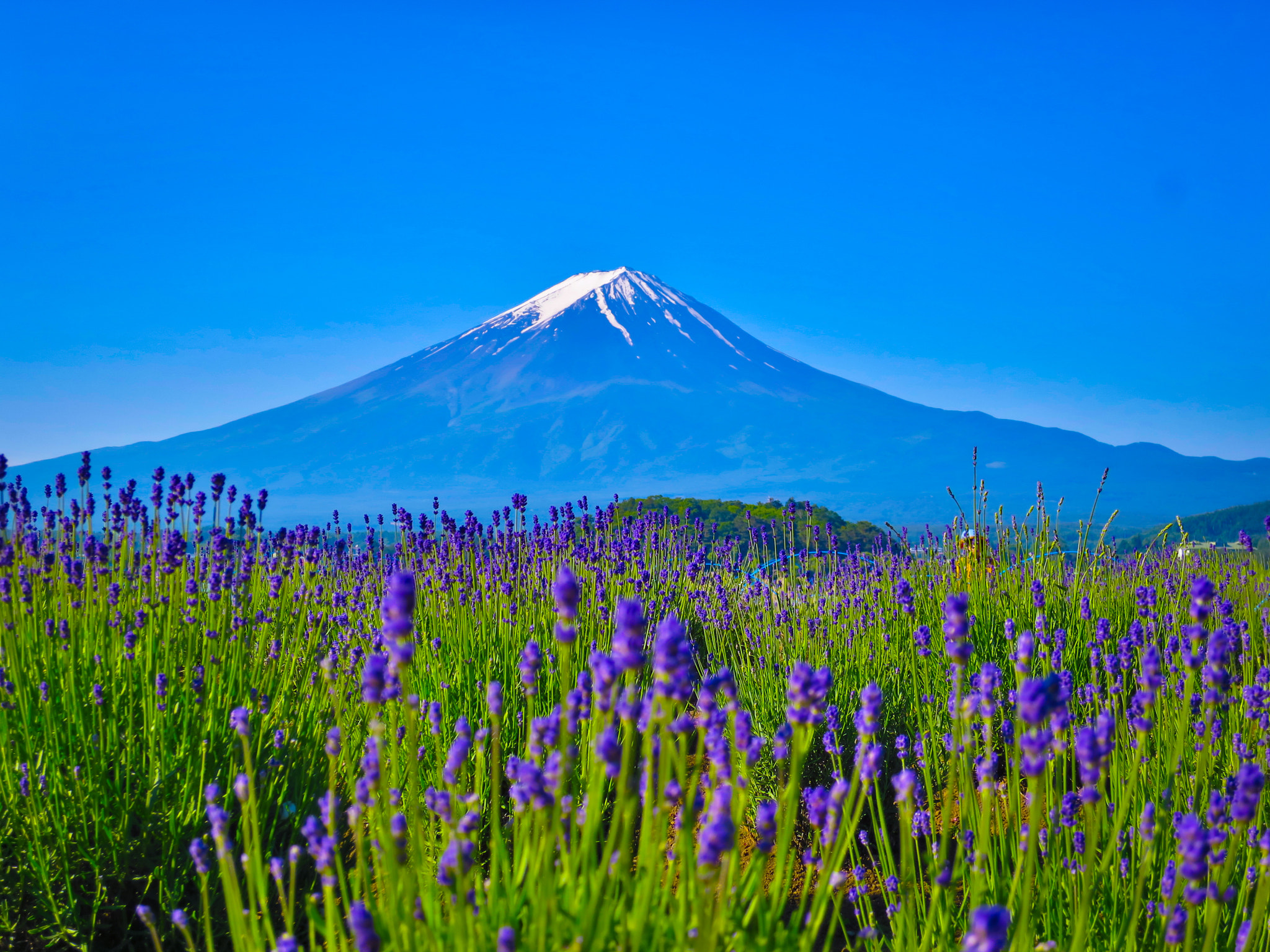 Canon PowerShot S120 sample photo. Lavender and mt. fuji photography