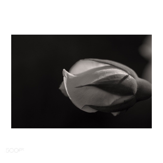 Canon EOS 5D Mark IV sample photo. Untitled photography