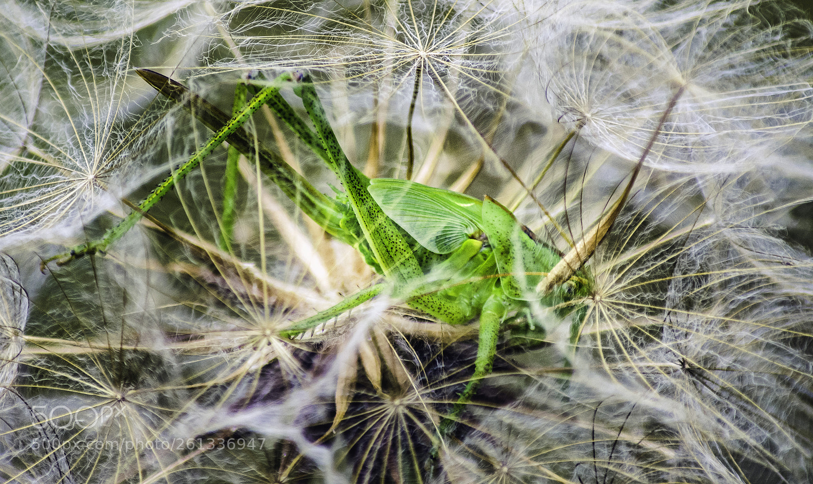 Nikon D7200 sample photo. Tettigonia viridissima ♀ photography