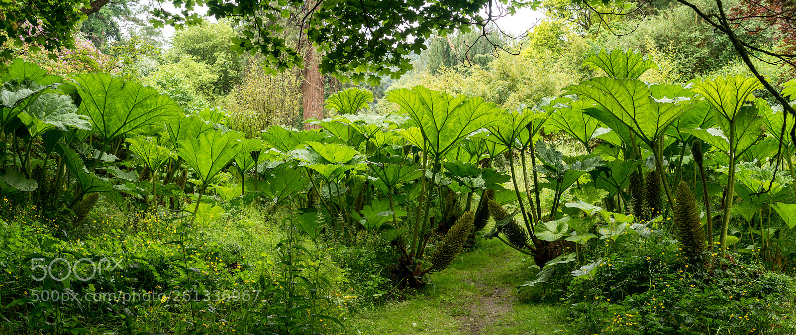Nikon D7100 sample photo. Hotel endsleigh gunnera photography