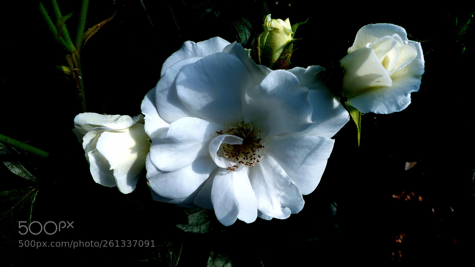 Panasonic Lumix DMC-FZ200 sample photo. White rose. photography