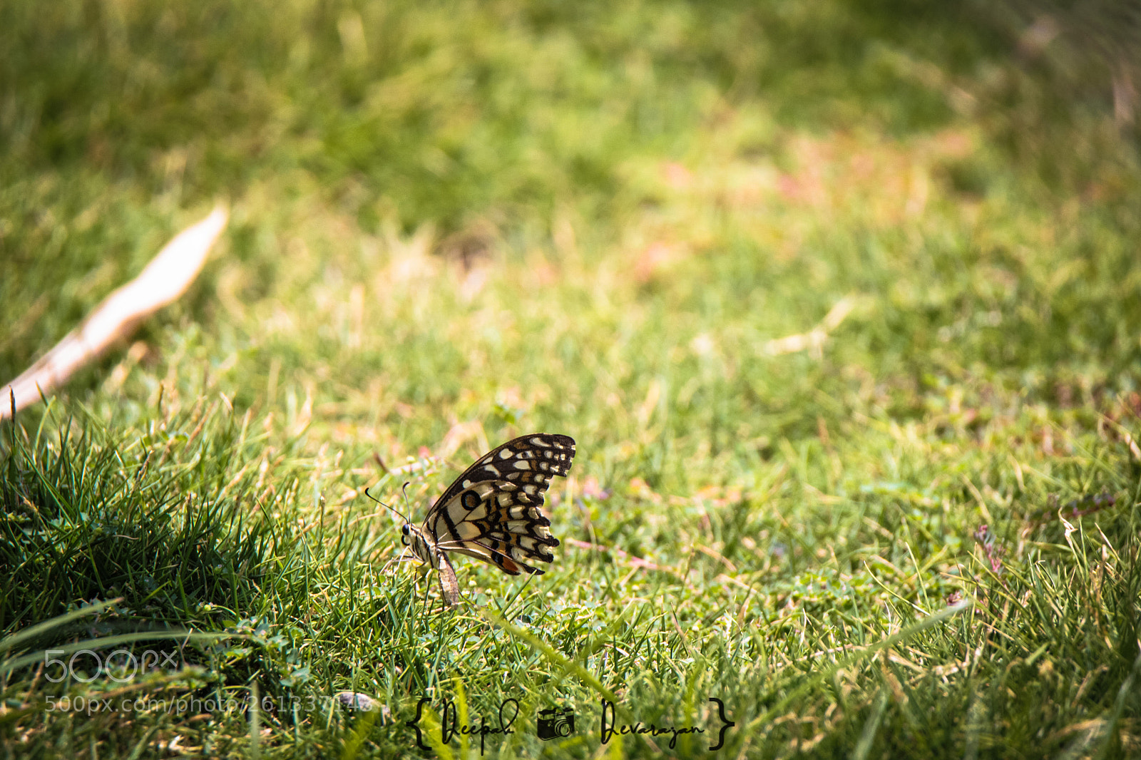 Canon EOS 1200D (EOS Rebel T5 / EOS Kiss X70 / EOS Hi) sample photo. Beautiful butterfly photography