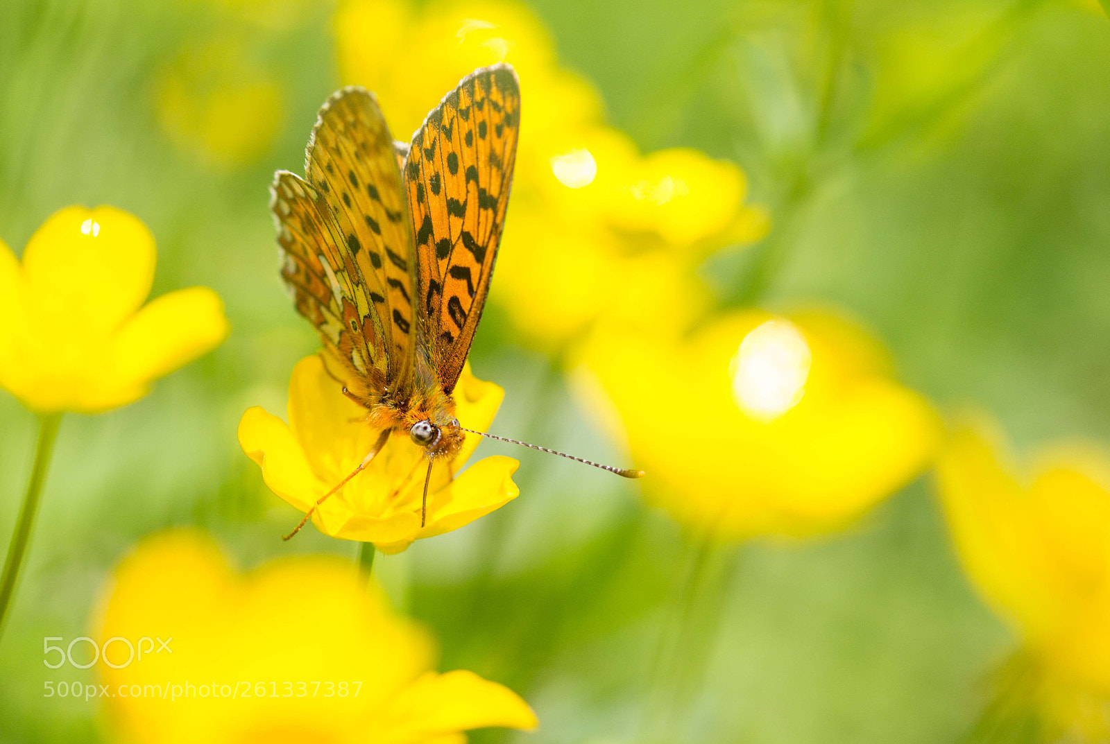 Canon EOS 700D (EOS Rebel T5i / EOS Kiss X7i) sample photo. Yellow summer photography