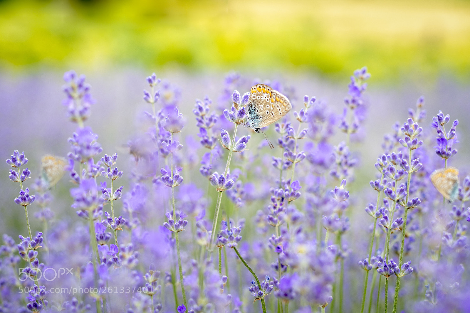 Nikon D500 sample photo. In the lavender field  2 photography