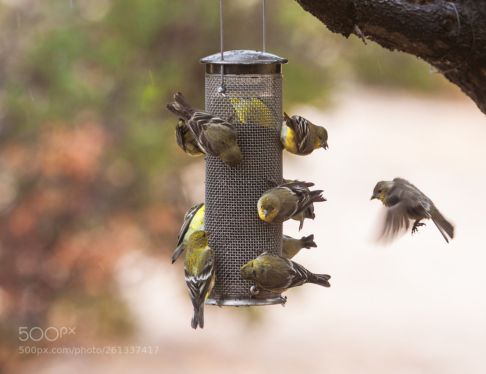 Canon EOS 50D sample photo. The bird feeder photography