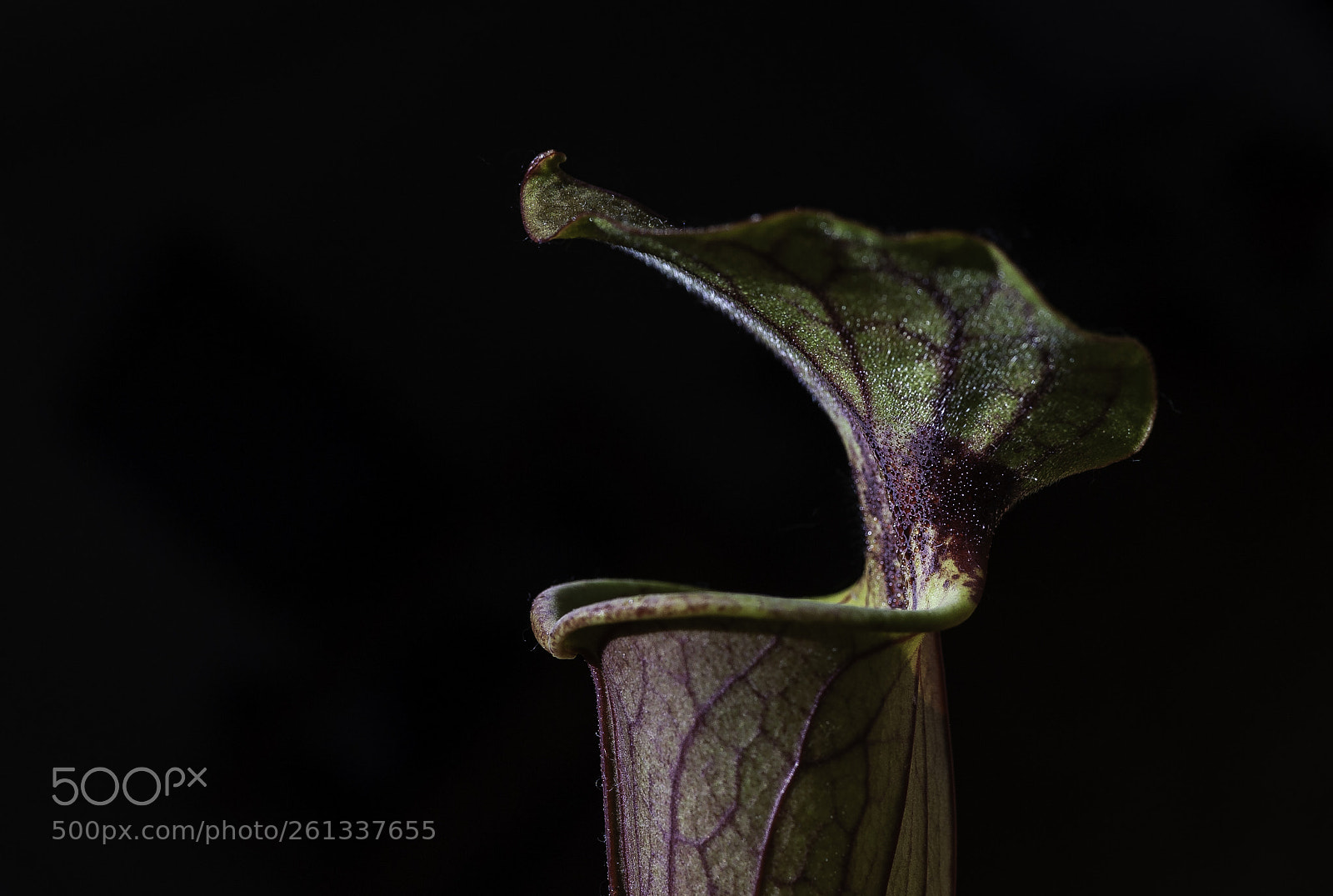 Nikon D700 sample photo. "pitcher plant" photography