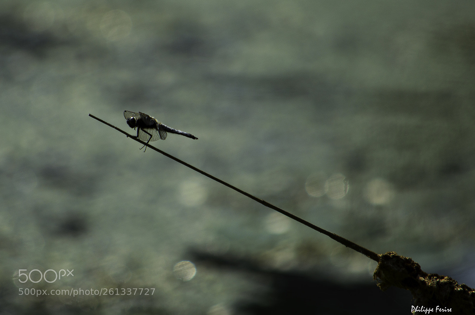 Nikon D3200 sample photo. Demoiselle funambule photography