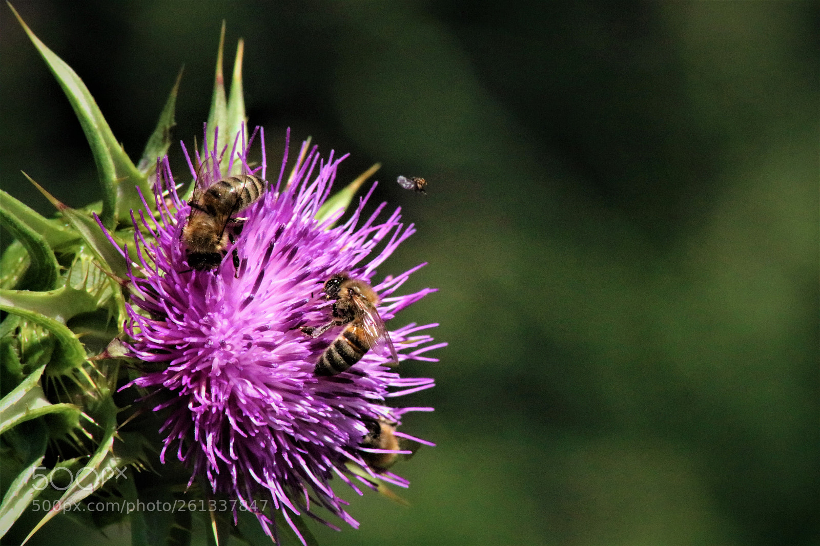 Canon EOS 750D (EOS Rebel T6i / EOS Kiss X8i) sample photo. Img photography