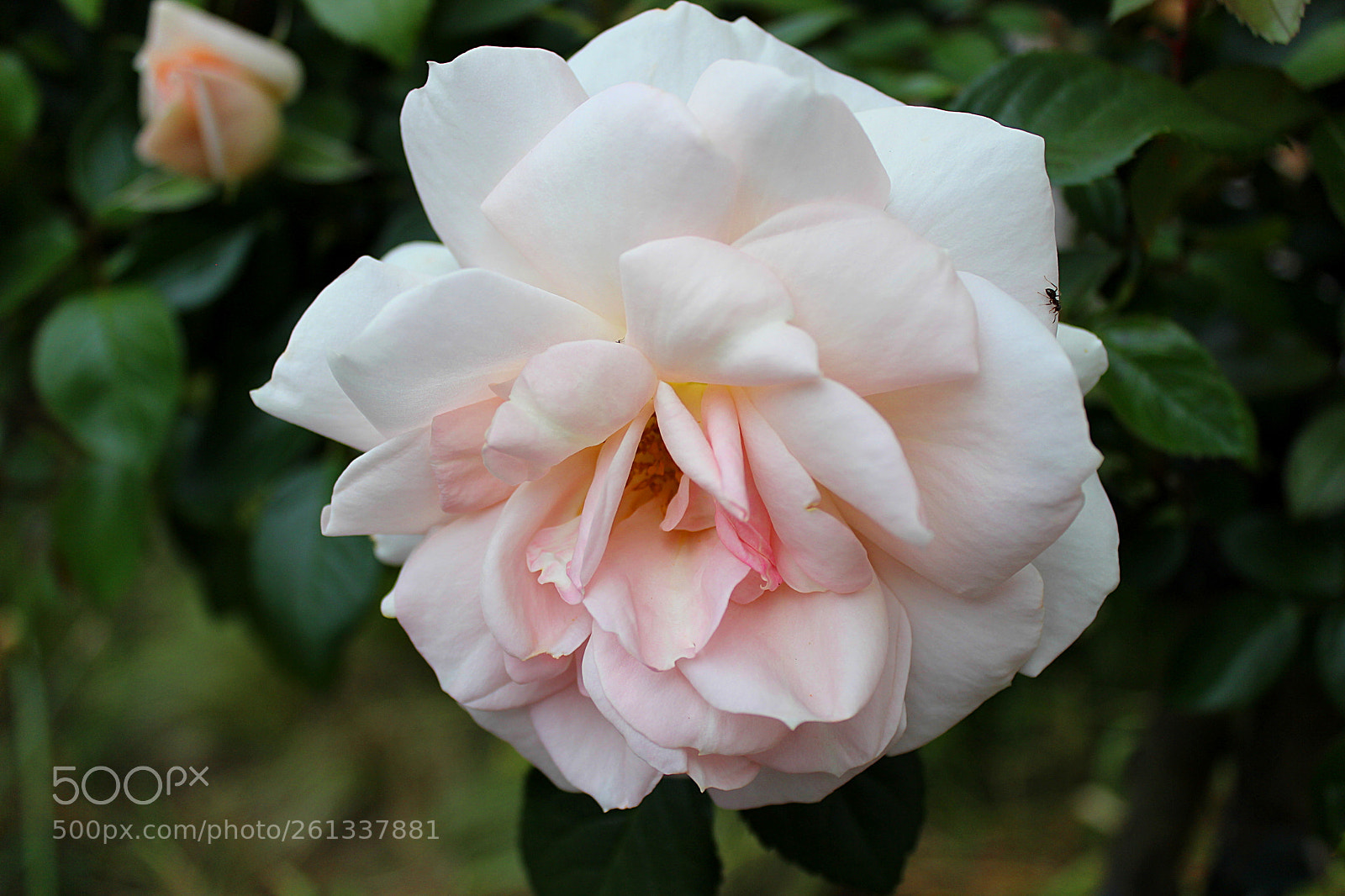 Canon EOS 600D (Rebel EOS T3i / EOS Kiss X5) sample photo. Rose photography