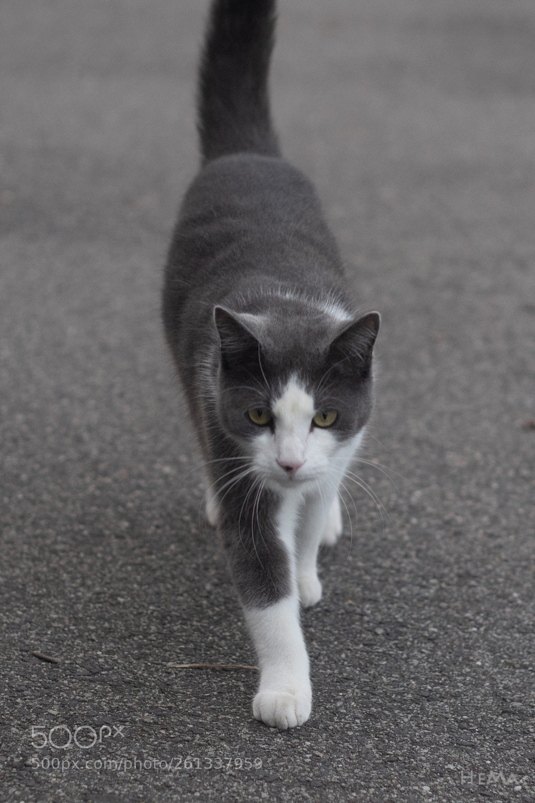 Pentax K-S2 sample photo. Encountering a cat photography