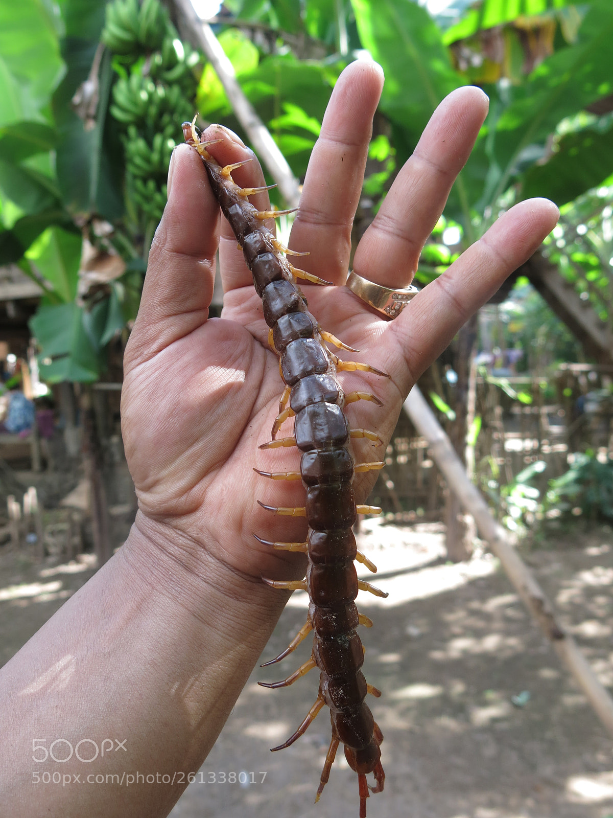 Canon PowerShot G15 sample photo. Centipede catch up photography