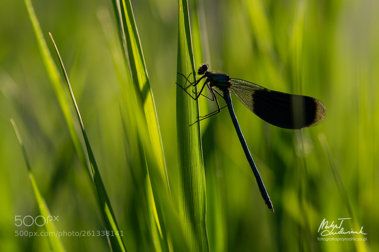 Sony a6500 sample photo. In the greens photography