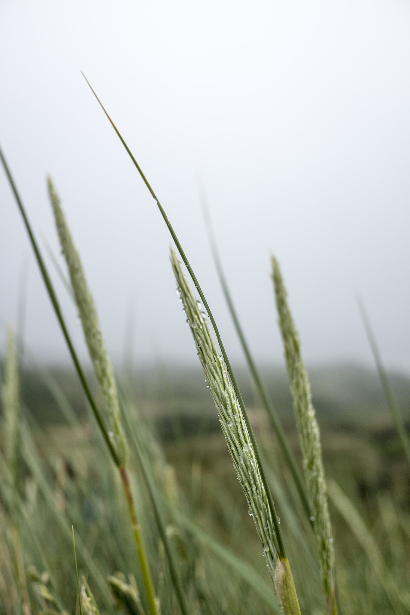 Fujifilm X70 sample photo. Marram grass - dew-fresh photography