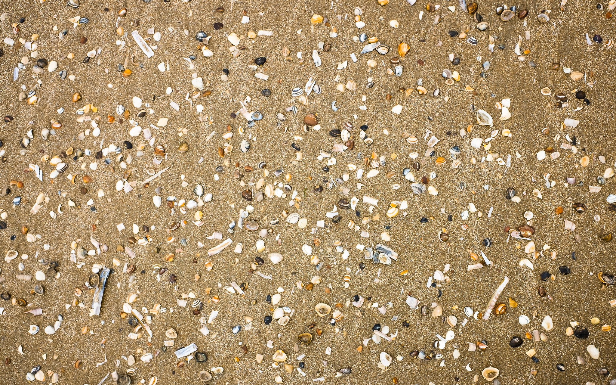 Fujifilm X70 sample photo. Shell texture photography