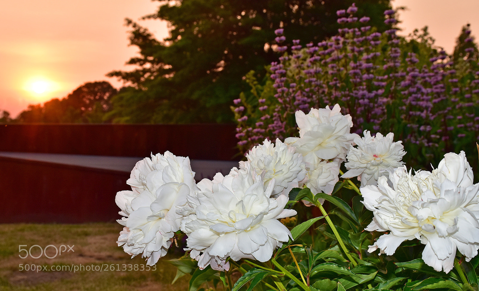 Nikon D7200 sample photo. Peonies at sunset photography