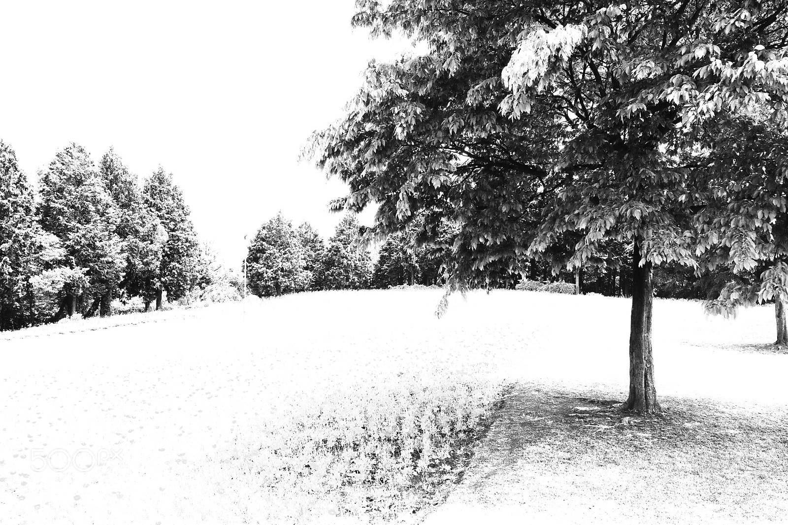 Canon EOS 70D sample photo. Silent forest photography