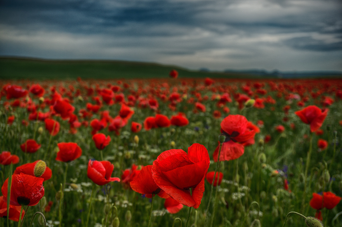 Sony Alpha NEX-5R sample photo. Poppies photography