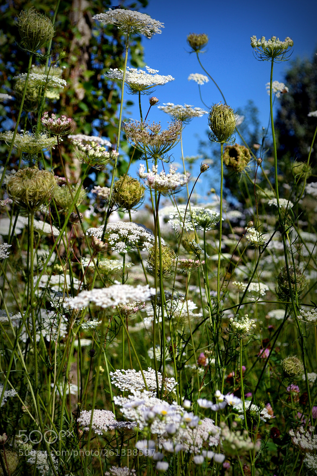 Nikon D3100 sample photo. - million flowers - photography
