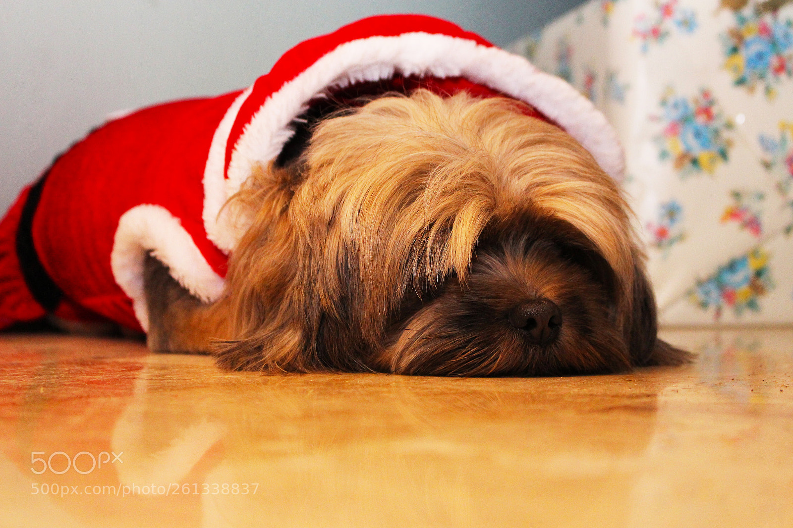 Canon EOS 700D (EOS Rebel T5i / EOS Kiss X7i) sample photo. Dog wearing christmas outfit photography