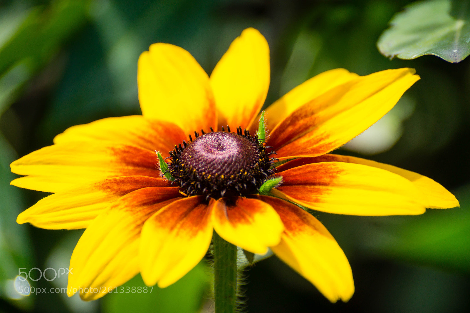 Sony SLT-A58 sample photo. Garden flower photography