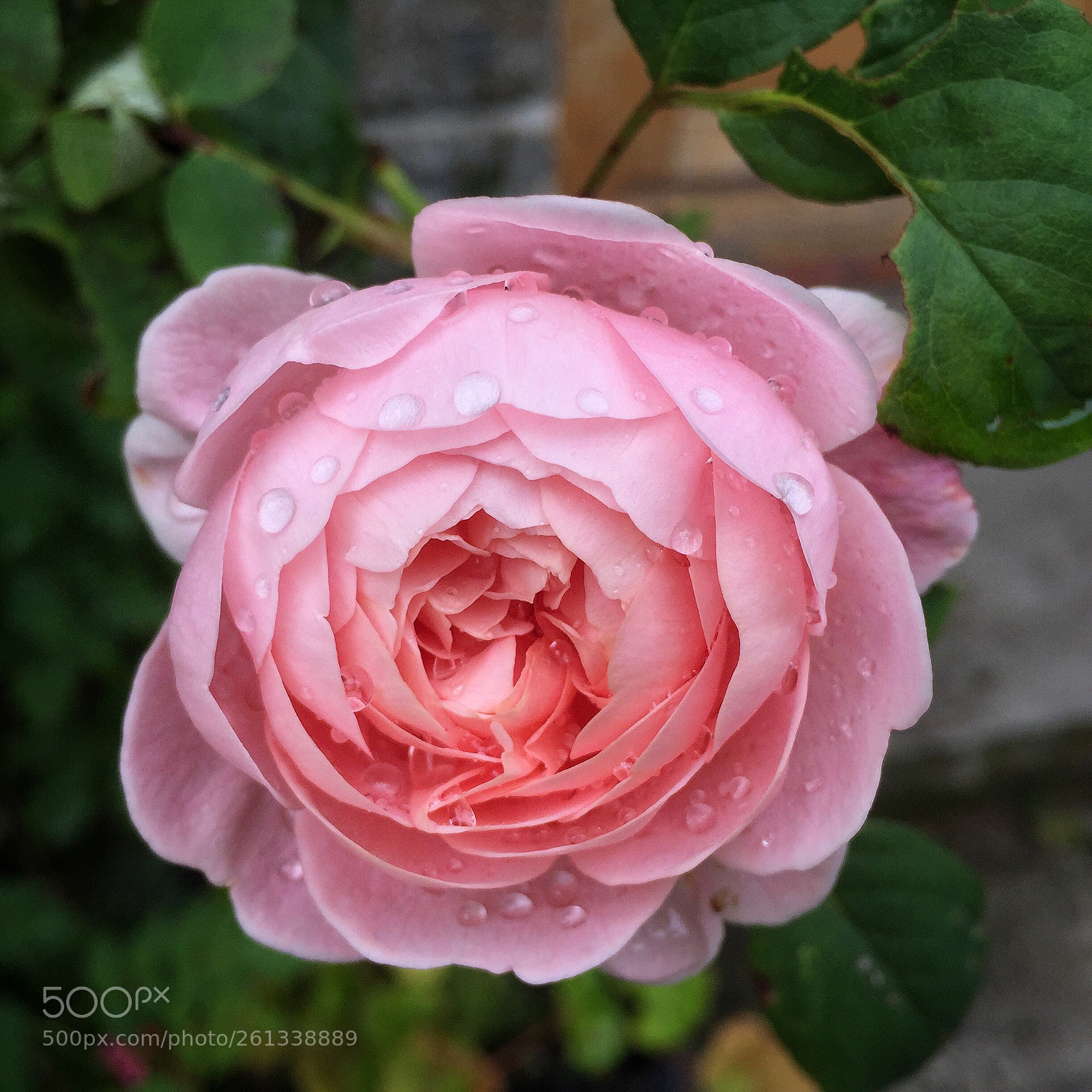 Apple iPhone 6 sample photo. Pink rose photography