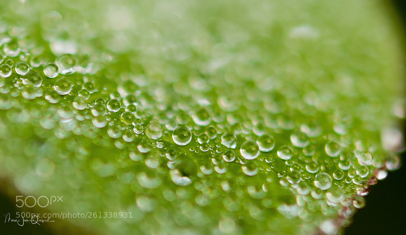 Canon EOS 5D Mark II sample photo. Rondelettes magiques. photography