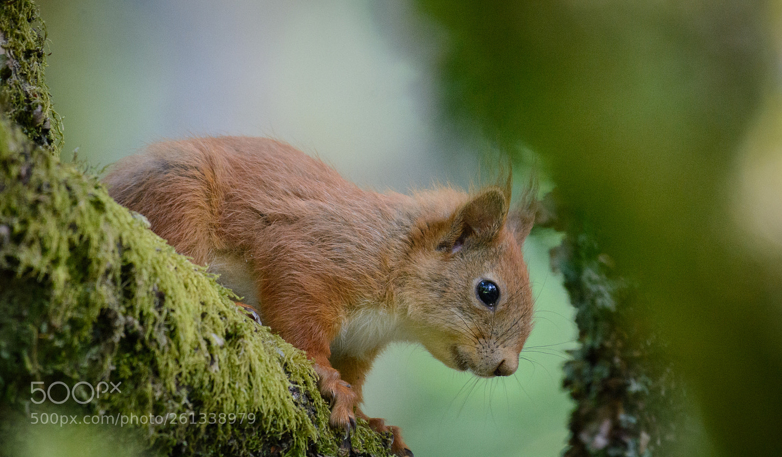 Nikon D7100 sample photo. Red squirrel dsc_5832 photography