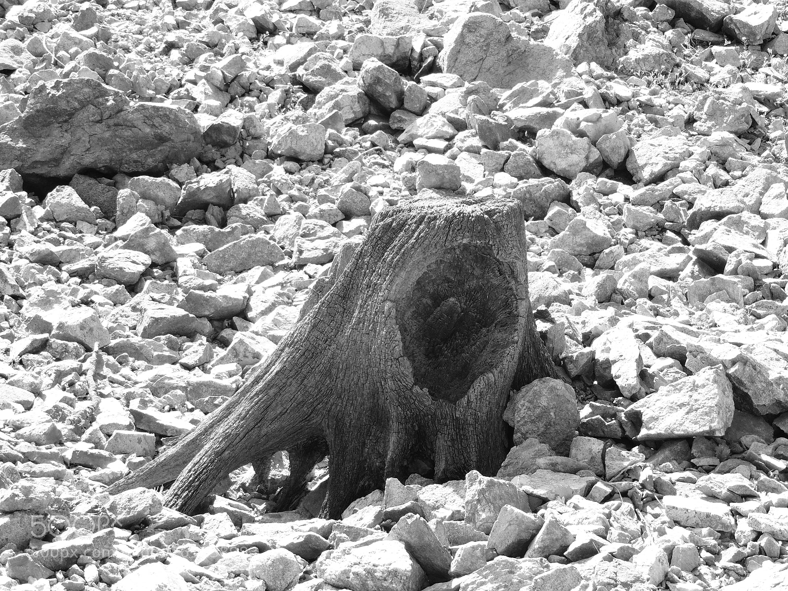 Nikon Coolpix P510 sample photo. 2.jpg photography