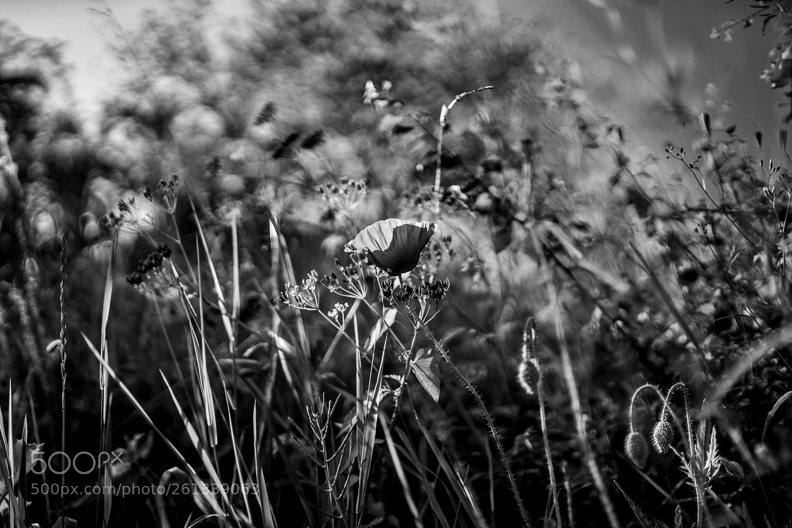 Sony a7 II sample photo. Floral in black and photography