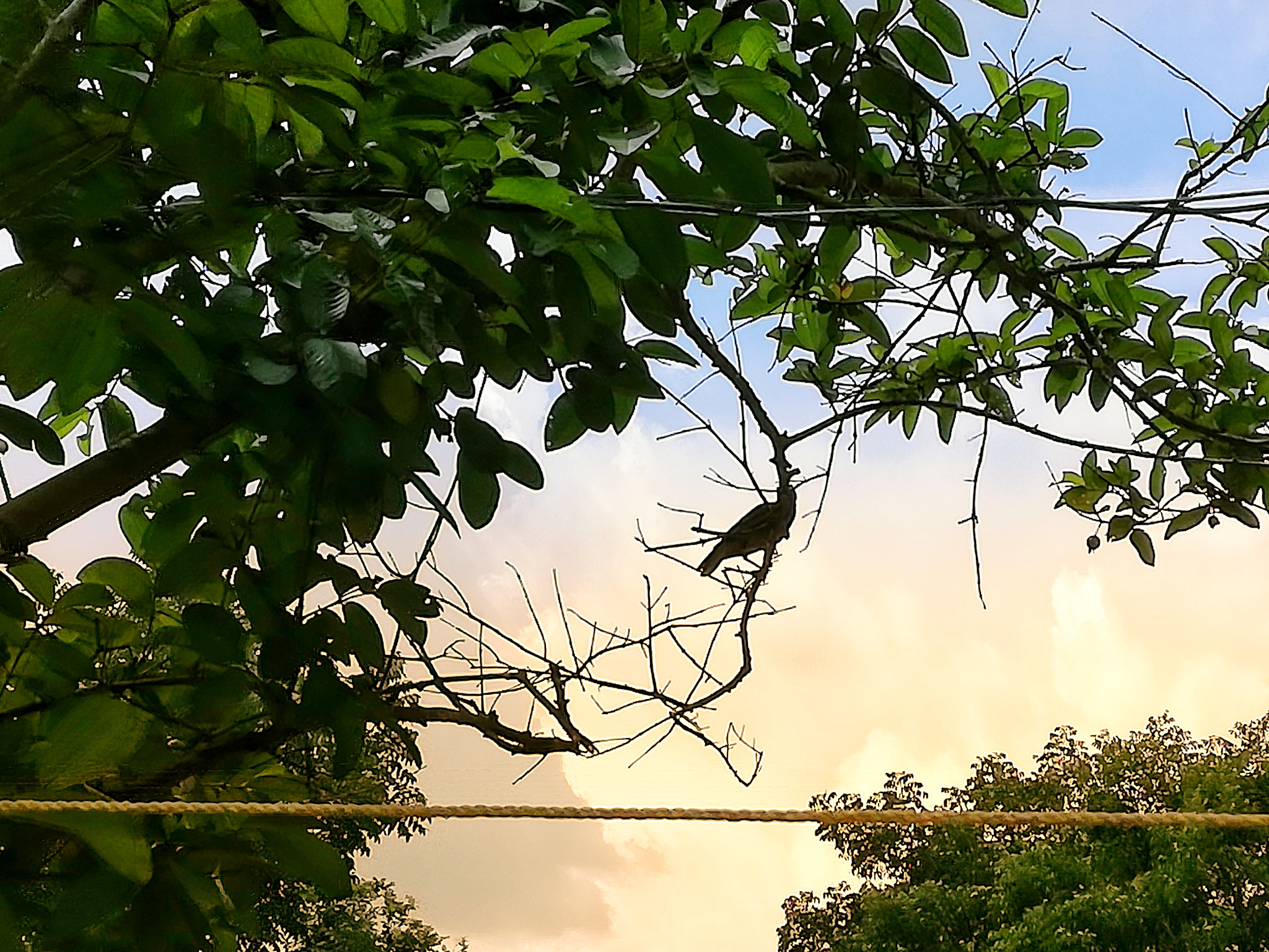 HUAWEI nova 2i sample photo