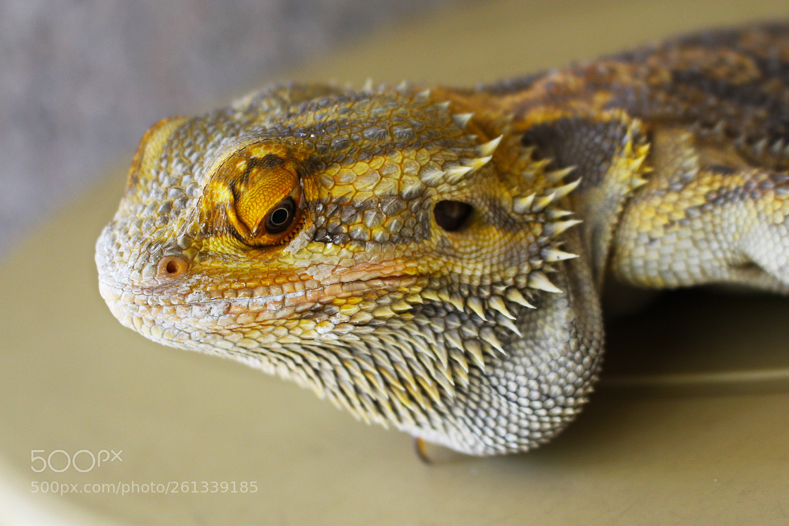 Canon EOS 700D (EOS Rebel T5i / EOS Kiss X7i) sample photo. Bearded dragon photography