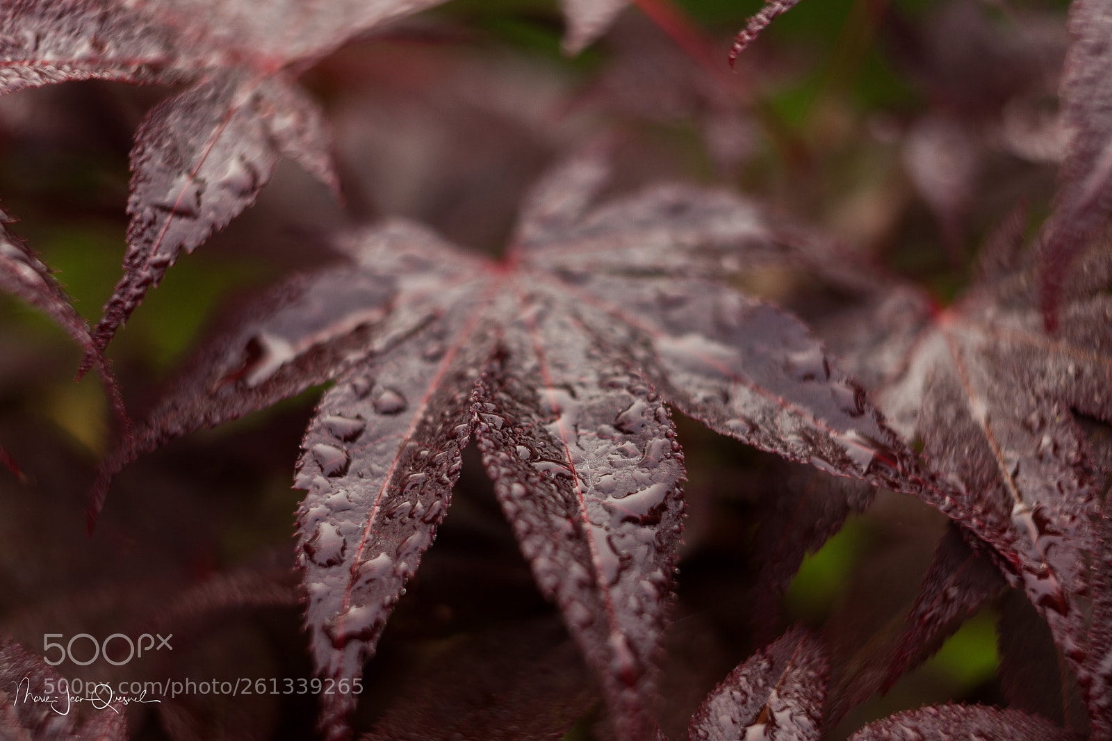Canon EOS 5D Mark II sample photo. Acer palmatum photography