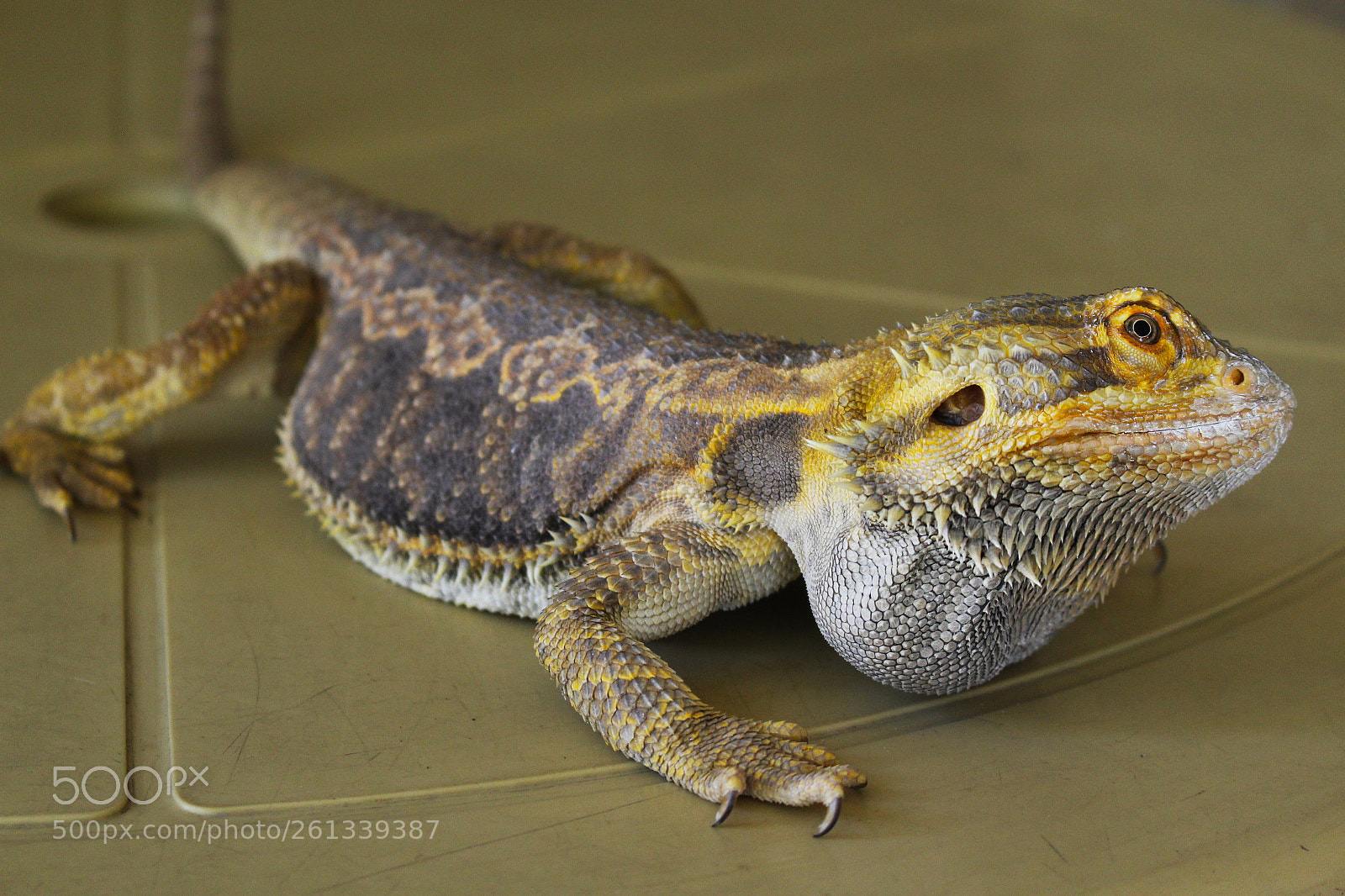 Canon EOS 700D (EOS Rebel T5i / EOS Kiss X7i) sample photo. Bearded dragon photography