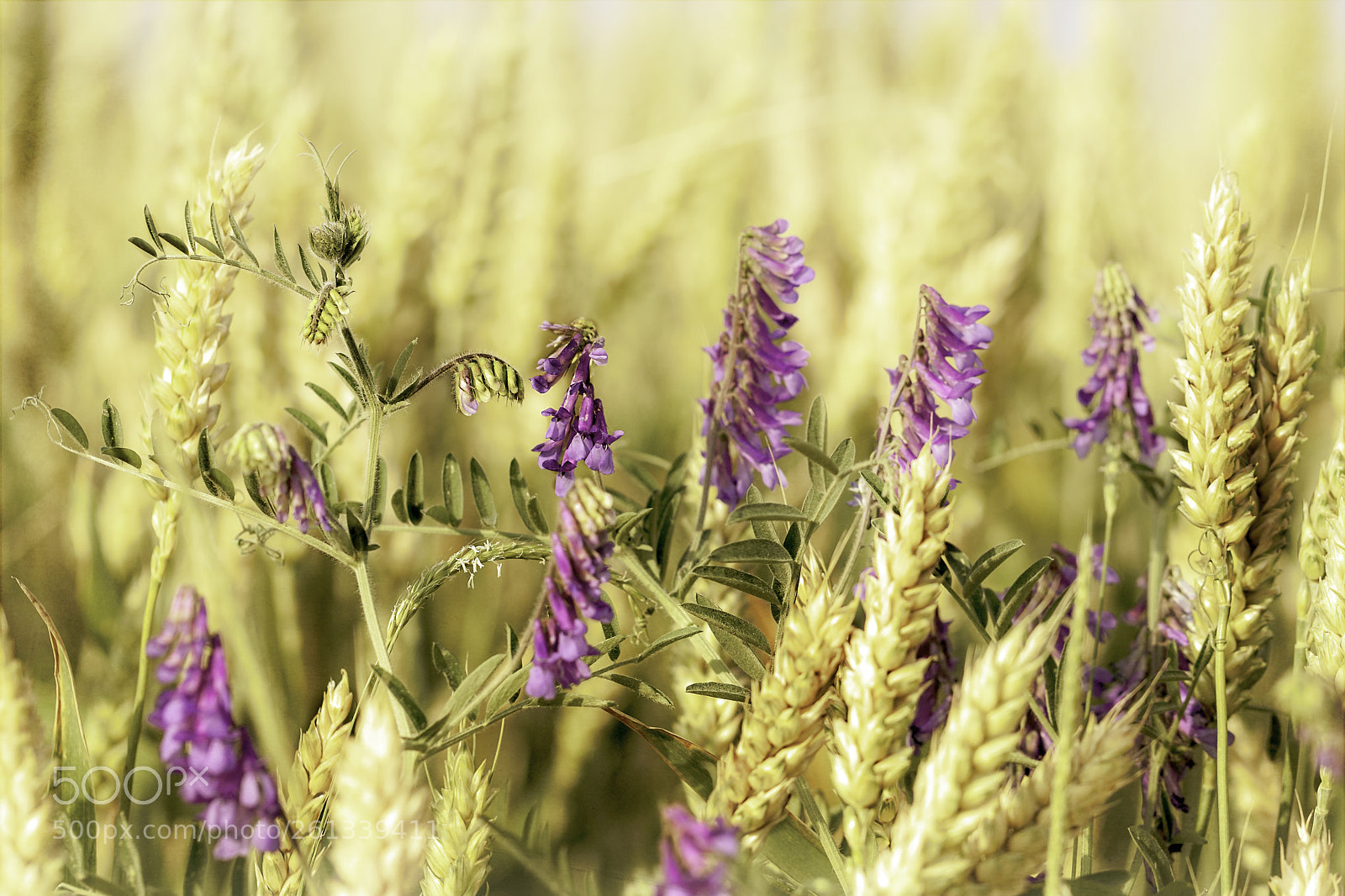 Canon EOS 6D Mark II sample photo. Img photography