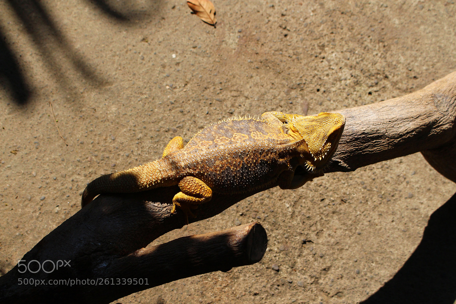 Canon EOS 700D (EOS Rebel T5i / EOS Kiss X7i) sample photo. Bearded dragon photography