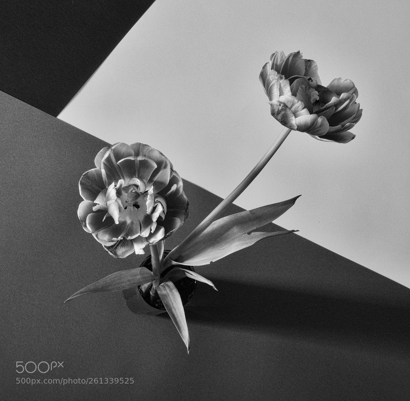 Sony a7R sample photo. Untitled photography