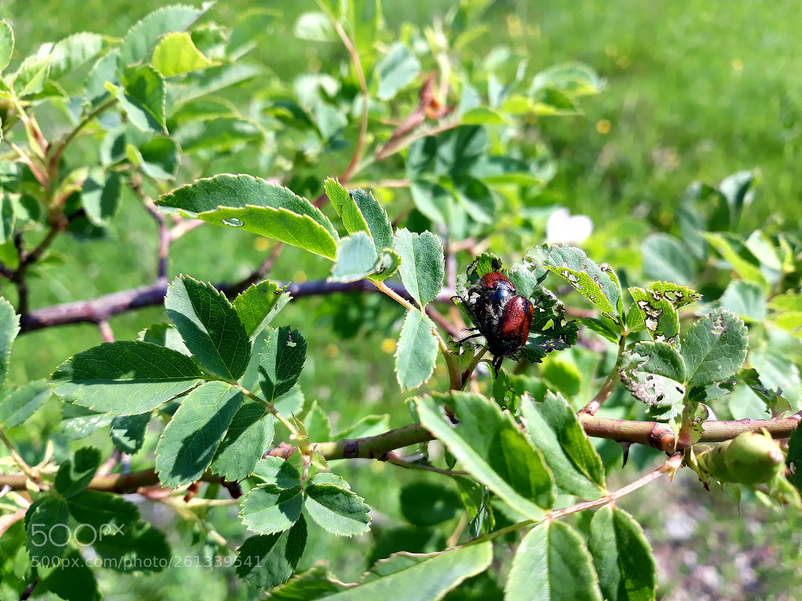 Samsung Galaxy J7 sample photo. Untitled photography