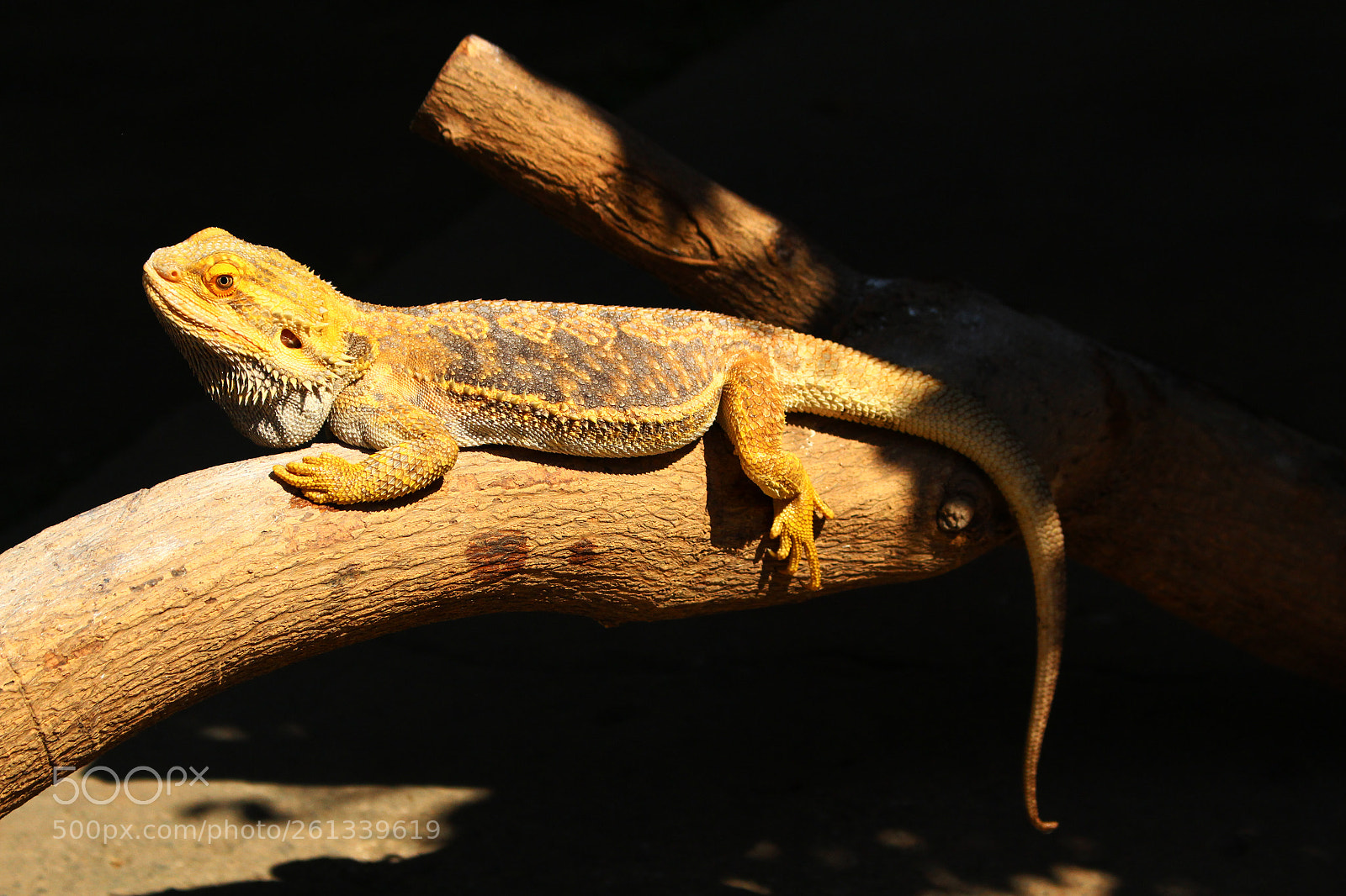 Canon EOS 700D (EOS Rebel T5i / EOS Kiss X7i) sample photo. Bearded dragon photography