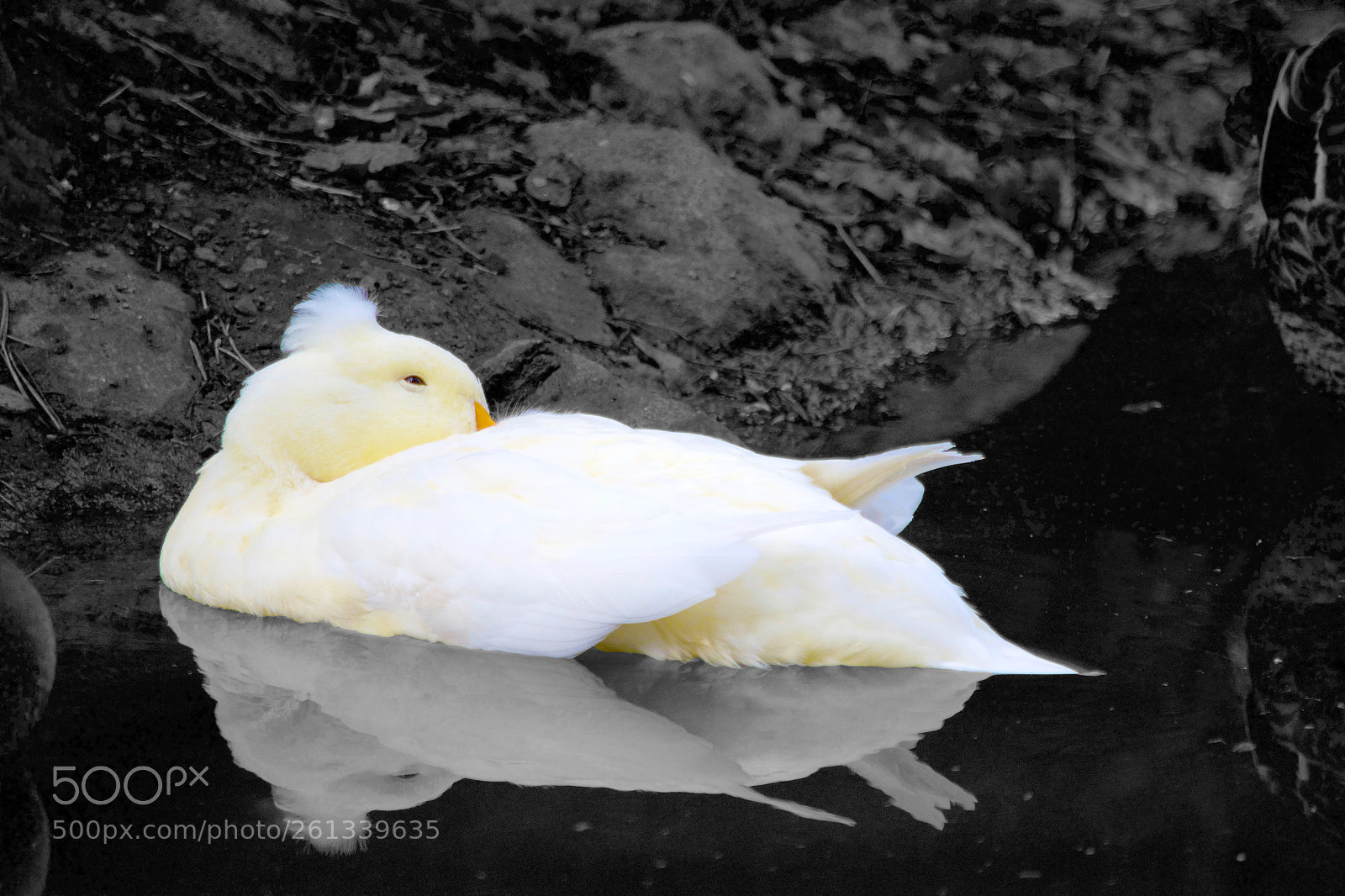 Nikon D3300 sample photo. White duck photography