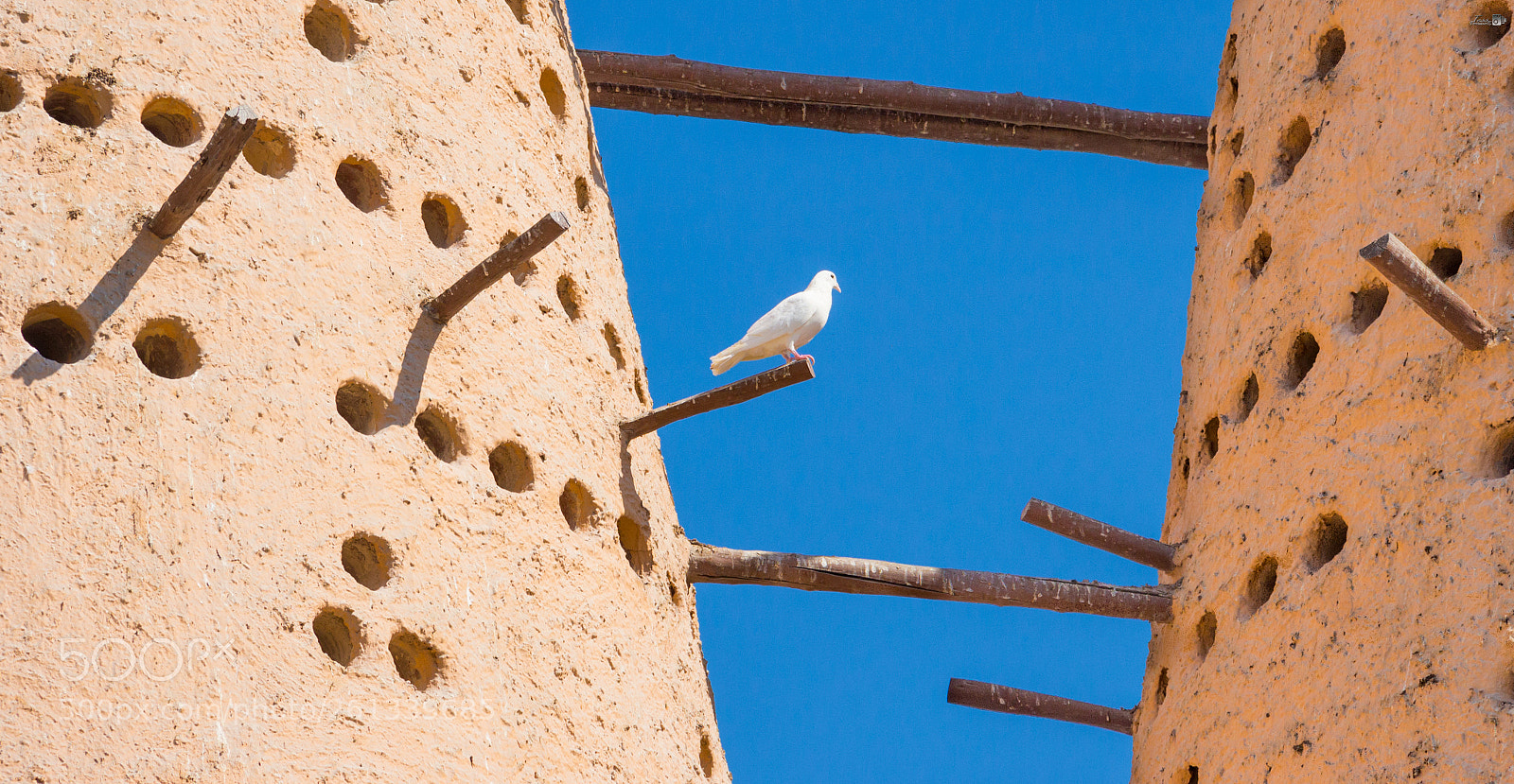 Canon EOS 700D (EOS Rebel T5i / EOS Kiss X7i) sample photo. Dove..!! photography